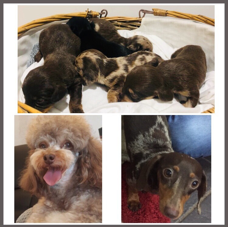 gumtree poodle cross